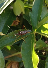 Holhymenia histrio