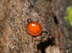 Scutellinia