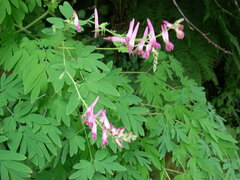 Corydalis scouleri