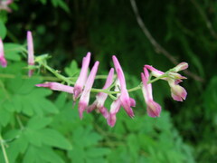 Corydalis scouleri
