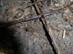 Paroligolophus agrestis