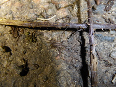 Paroligolophus agrestis