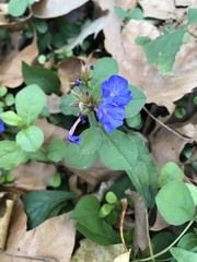 Ceratostigma