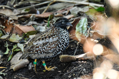 Turnix melanogaster