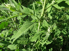 Chenopodium album