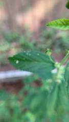 Sida rhombifolia