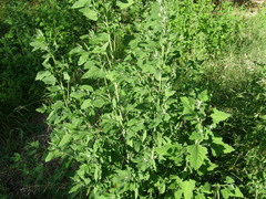Chenopodium album