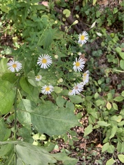 Symphyotrichum ontarionis