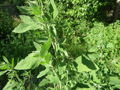 Chenopodium album