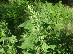 Chenopodium album