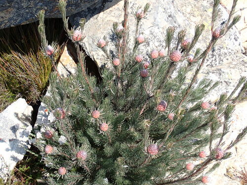 Image of Leucadendron album by (c) Ren Hoekstra, some rights reserved (CC BY)