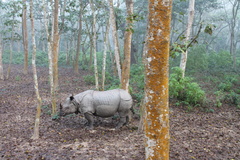Rhinoceros unicornis
