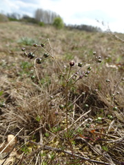 Spergula morisonii