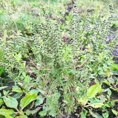 Ambrosia artemisiifolia