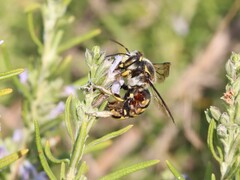 Anthidium florentinum
