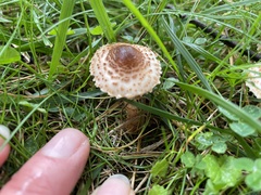 Echinoderma