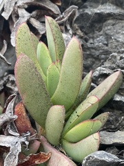 Carpobrotus chilensis