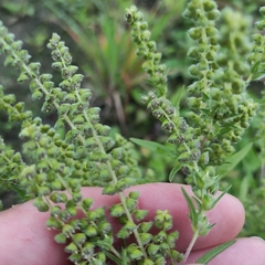 Ambrosia artemisiifolia