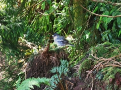 Fringilla coelebs moreletti