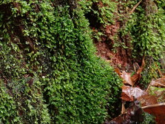 Tetraphis pellucida
