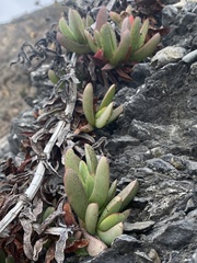 Carpobrotus chilensis
