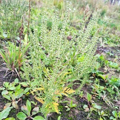 Ambrosia artemisiifolia