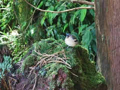 Fringilla coelebs moreletti