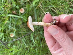 Echinoderma