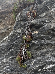 Carpobrotus chilensis