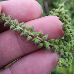 Ambrosia artemisiifolia