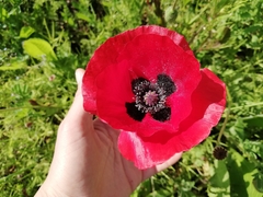 Papaver rhoeas
