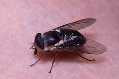 Scaptia