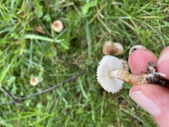 Echinoderma