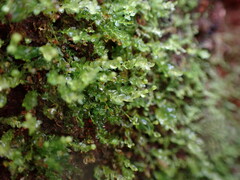 Tetraphis pellucida
