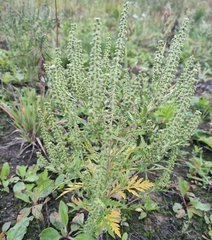 Ambrosia artemisiifolia