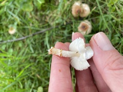 Echinoderma