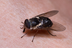 Scaptia