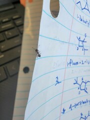 Crematogaster ashmeadi