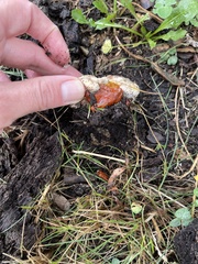 Echinoderma