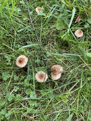 Echinoderma