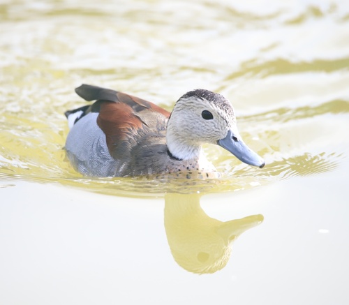 Canard à collier noir
