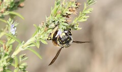 Anthidium florentinum