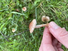 Echinoderma