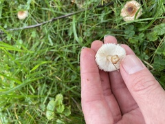 Echinoderma