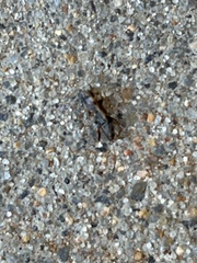 Myodocha serripes