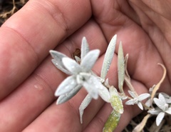 Artemisia ludoviciana