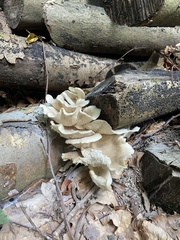 Pleurotus ostreatus