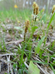 Carex caryophyllea