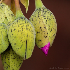 Cistanthe cachinalensis