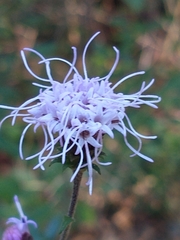 Liatris squarrulosa